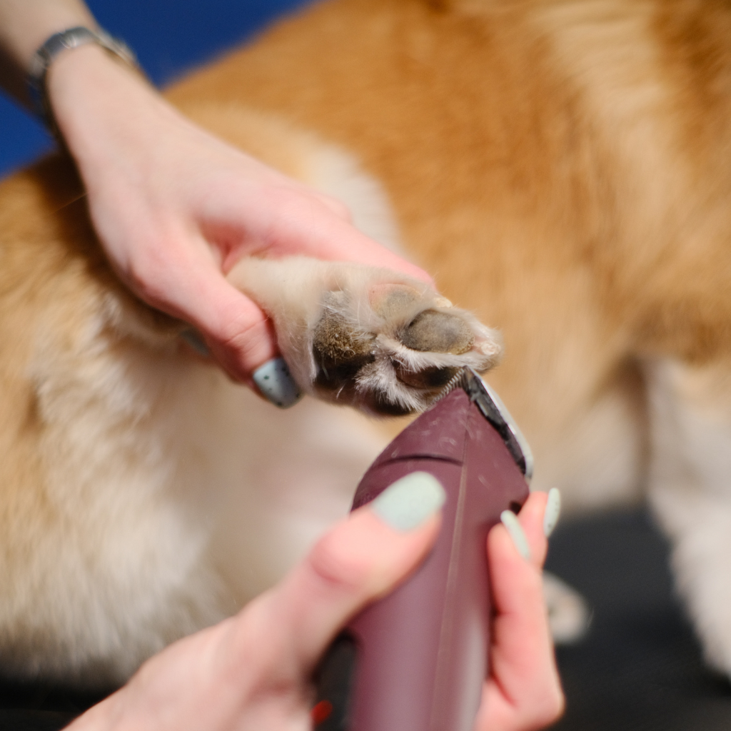 Dog Paw Grooming