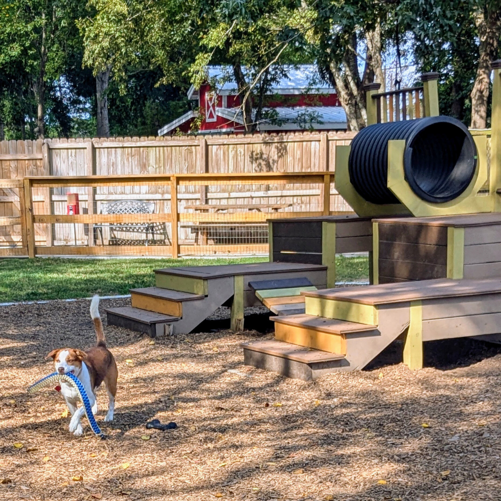 Playgrounds at Barks & Recreation Pet Suites