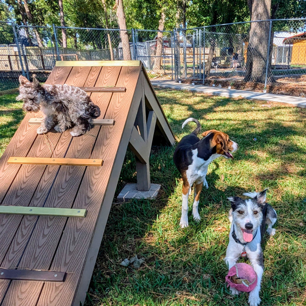 Group Play at Barks & Recreation Pet Suties