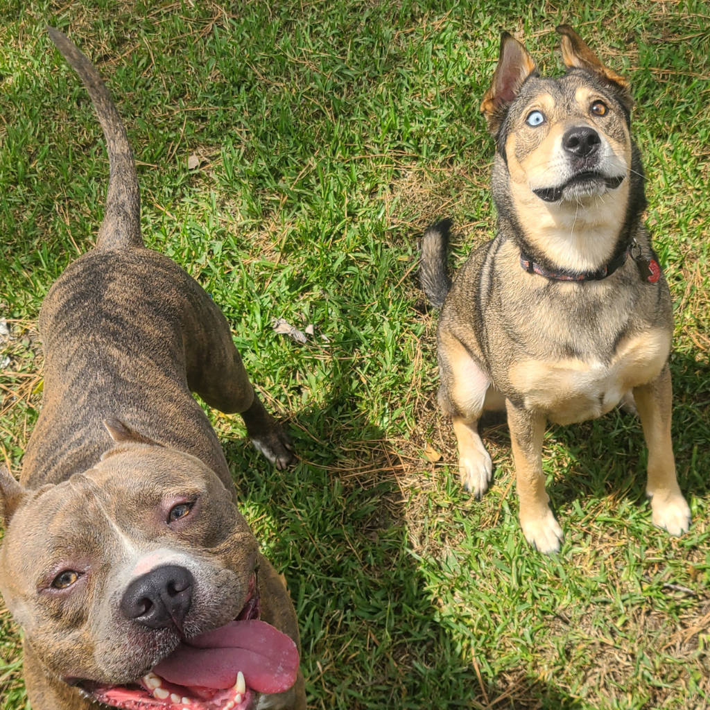 Group Play at Barks & Recreation Pet Suites