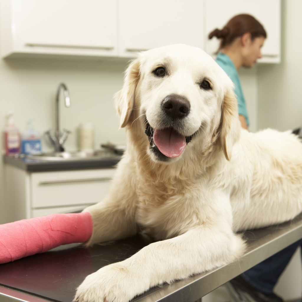 Emergency Care for Dogs