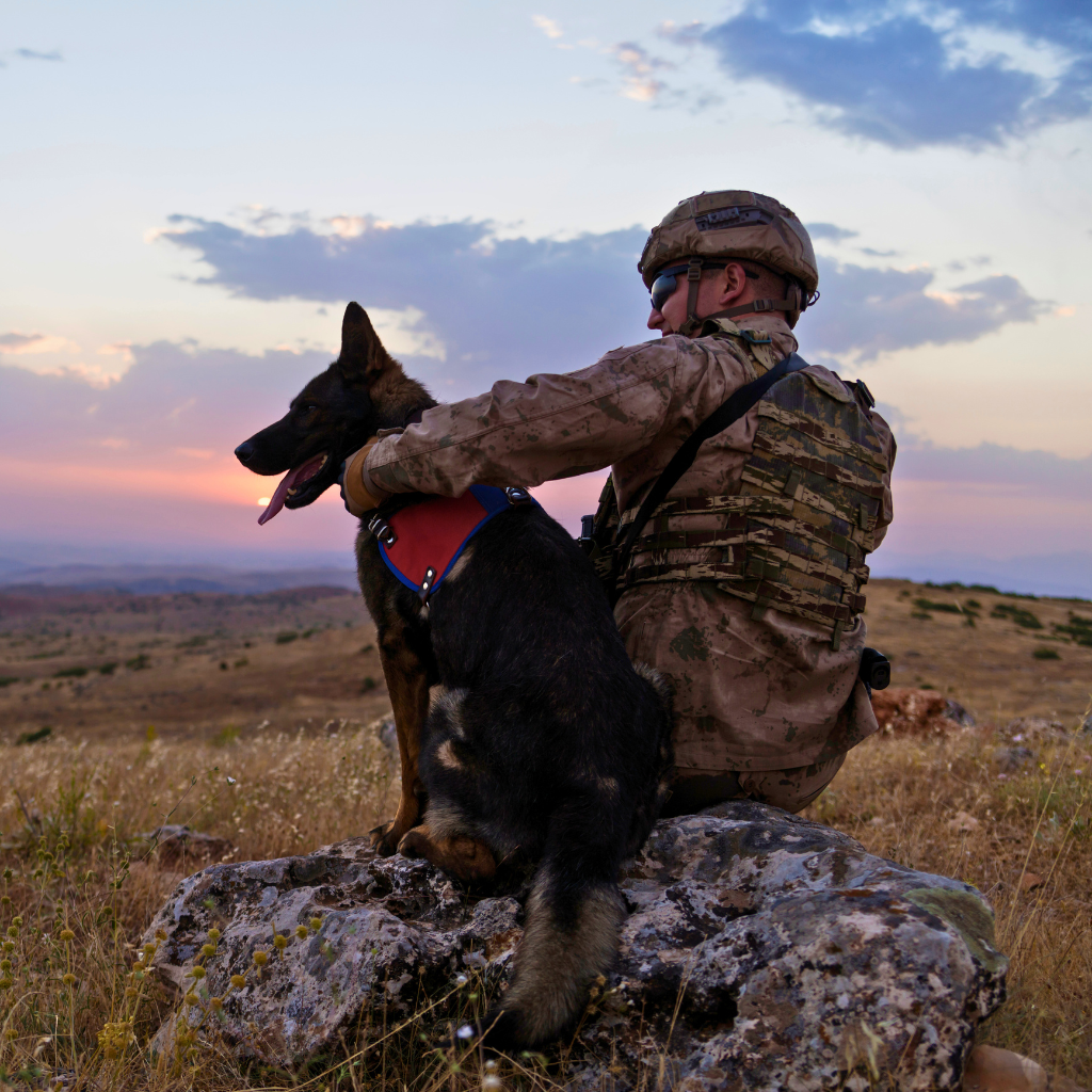 Military Dog at Barks & Recreation Pet Suites