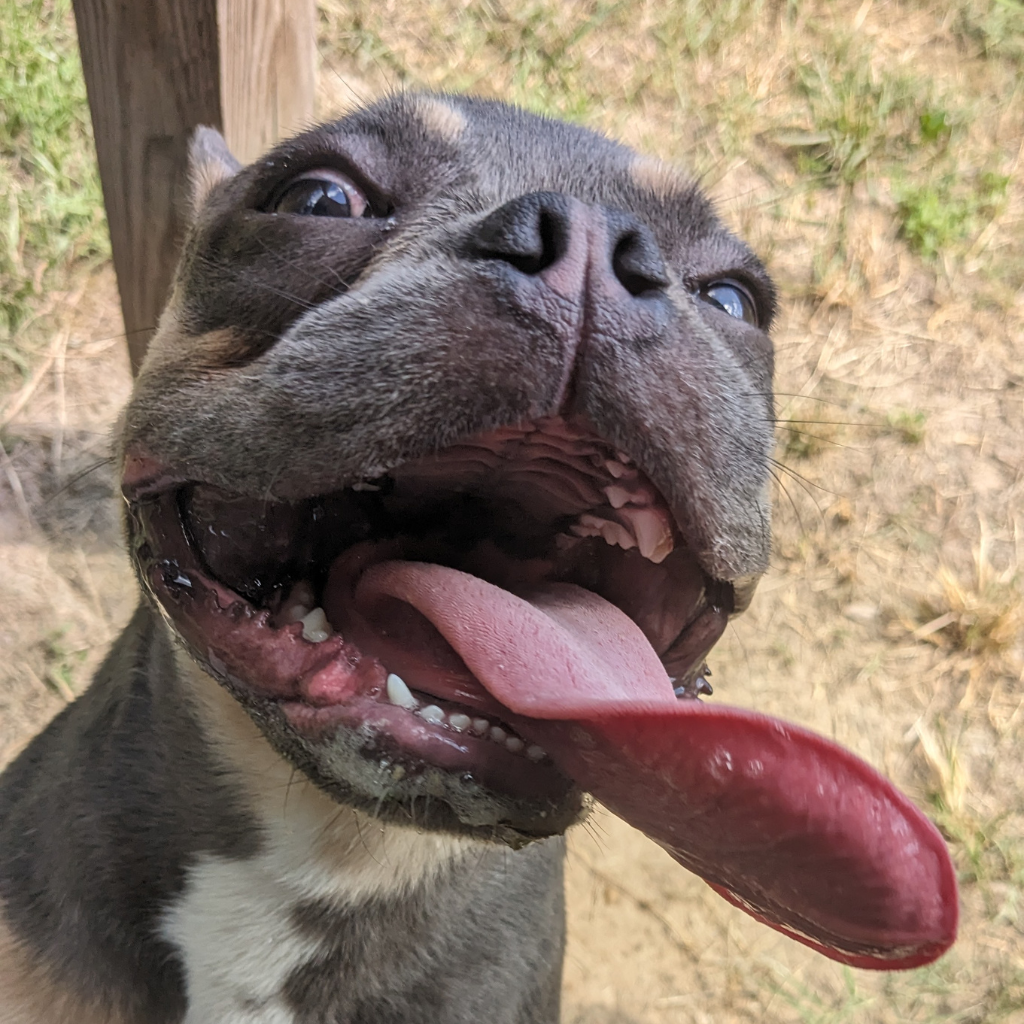 Dog Daycare at Barks & Recreation Pet Suites