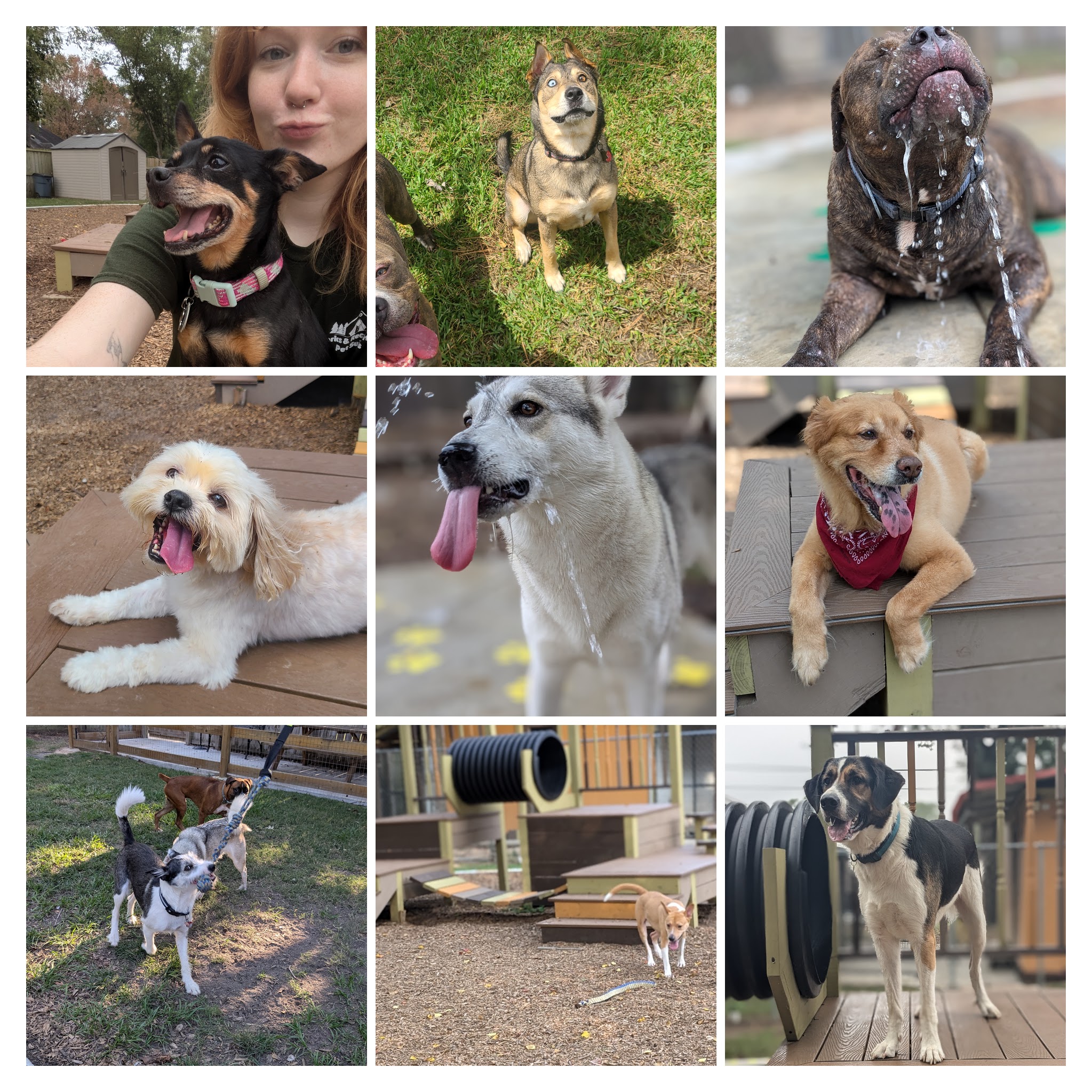 Daycare Fun at Barks & Recreation Pet Suites